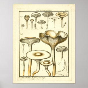 Poster Champignons vintages Fungus blanc Art français Imp