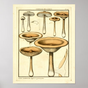 Poster Champignons vintages Fungus Brown Art français Imp