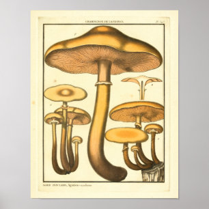 Poster Champignons vintages Fungus Brown Art français Imp