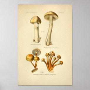 Poster Champignons vintages jaunes oranges Art Imprimer F