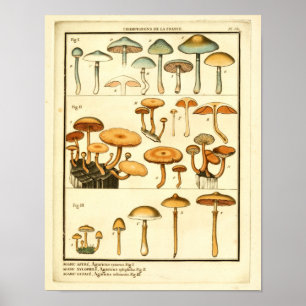 Poster Champignons vintages Orange Bleu Art Français Impr