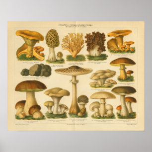 Poster Champignons vintages Pilze Variété Jaune Brown Imp