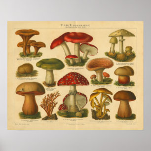 Poster Champignons vintages Pilze Variété Rouge Vert Impr