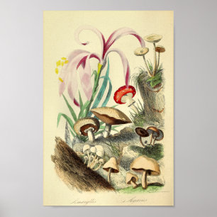 Poster Champignons vintages Variétés Art Imprimer Rouge B