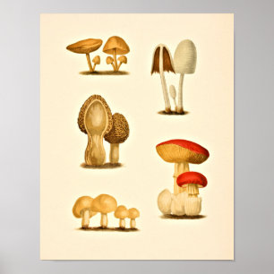 Poster Champignons vintages Variétés Art Imprimer Rouge J