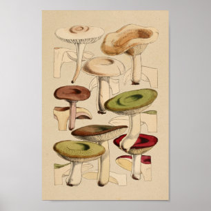 Poster Champignons vintages Variétés Art Rouge Vert Impri