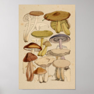 Poster Champignons vintages Variétés Vert Violet Art Impr