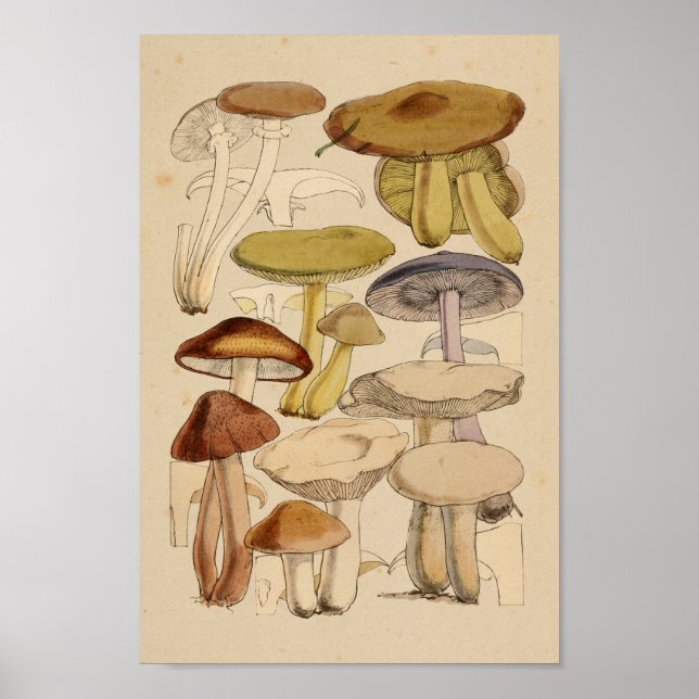 Poster Champignons vintages Variétés Vert Violet Art Impr (Devant)