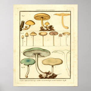 Poster Champignons vintages Vert Jaune Art Français Impri