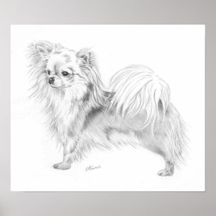 Poster Championne du Longcoat Chihuahua