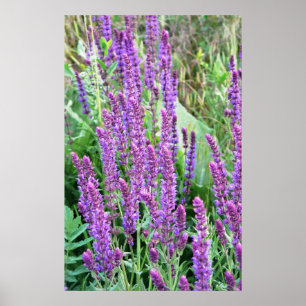 Poster Champs de fleurs sauvages Salvia violette Roumanie
