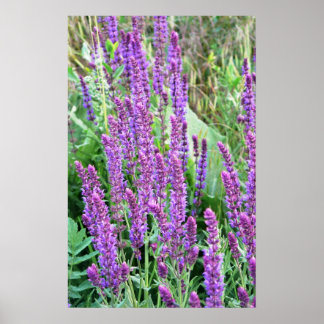 Poster Champs de fleurs sauvages Salvia violette Roumanie