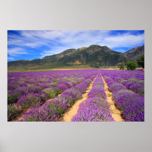 Poster Champs de lavande pour toujours
