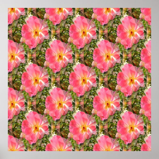 Poster Champs de Roses.... (Devant)