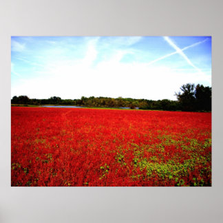 Poster Champs de rubis