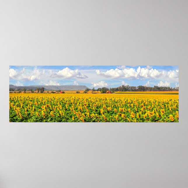 Poster Champs de tournesol (Devant)