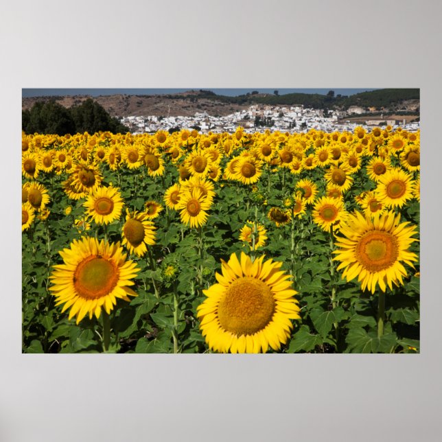 Poster Champs de tournesols, ville de collines blanches d (Devant)