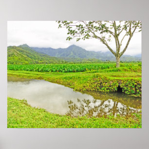 POSTER "CHAMPS TARO SUR LE CHEMIN DE HANALEI"