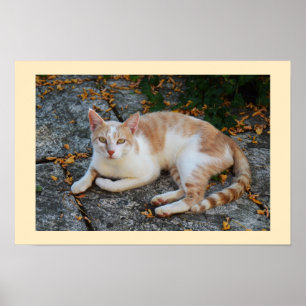 Poster Chanceux