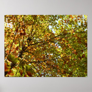 Poster Changer la couleur verte et dorée de l'érable