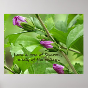 Poster Chanson de Salomon 2:1