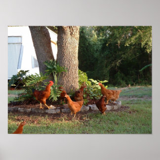 Poster Chant de poulet