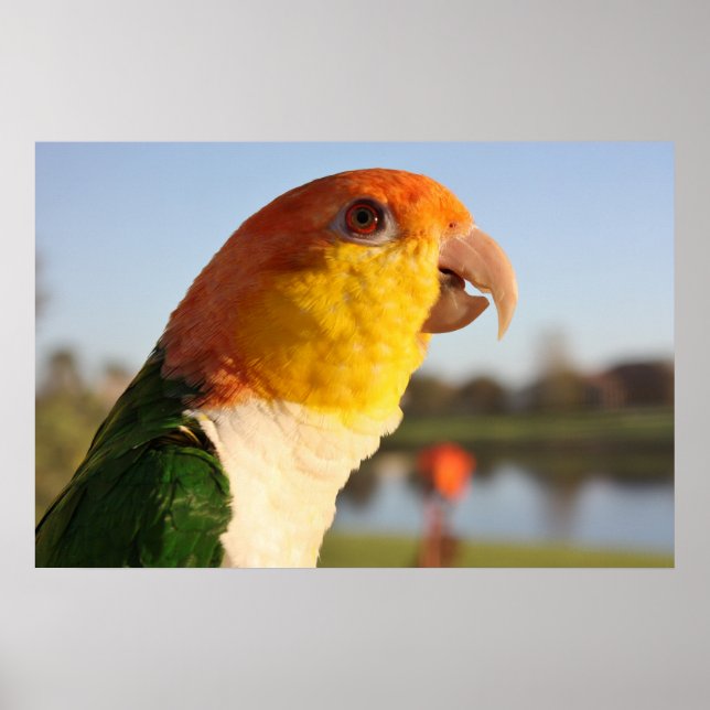 Poster chantant Caique Parrot au ventre blanc (Devant)