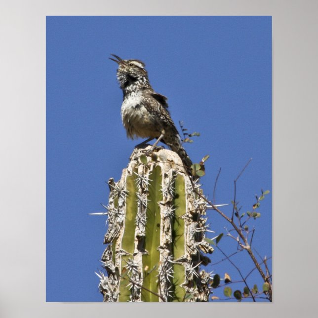Poster Chanter Cactus Wren (Devant)