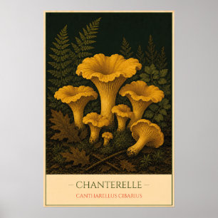 Poster Chanterelle