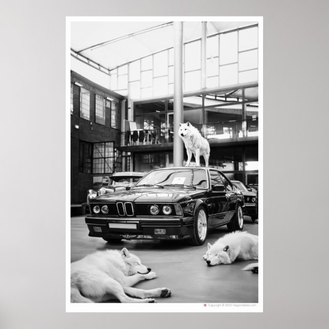Poster Charbon du loup d'Ivoire | Wolfs et une voiture (Devant)