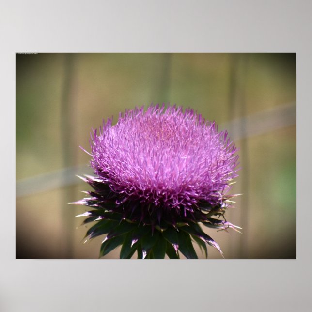 Poster Chardon, (Devant)