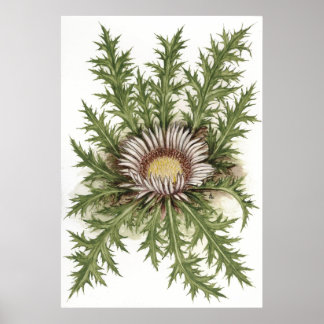 Poster Chardon d'argent — Sue Abonyi