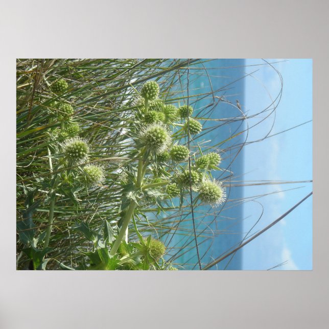 Poster chardon des dunes (Devant)