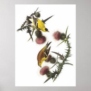 Poster Chardonneret américain