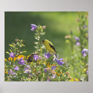 Poster Chardonneret sur une fleur de jacinthe des prés