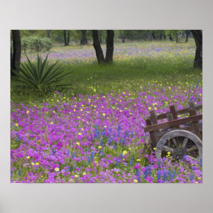 Poster Chariot en bois dans un champ de Phlox, Bleus Bonn