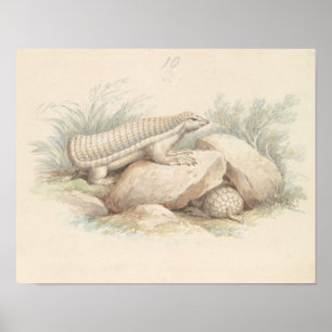 Poster Charles Hamilton Smith - Armadillo de fées roses