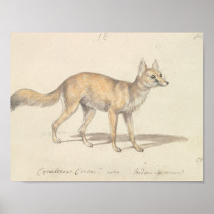 Poster Charles Hamilton Smith - Corsac Dog-Fox