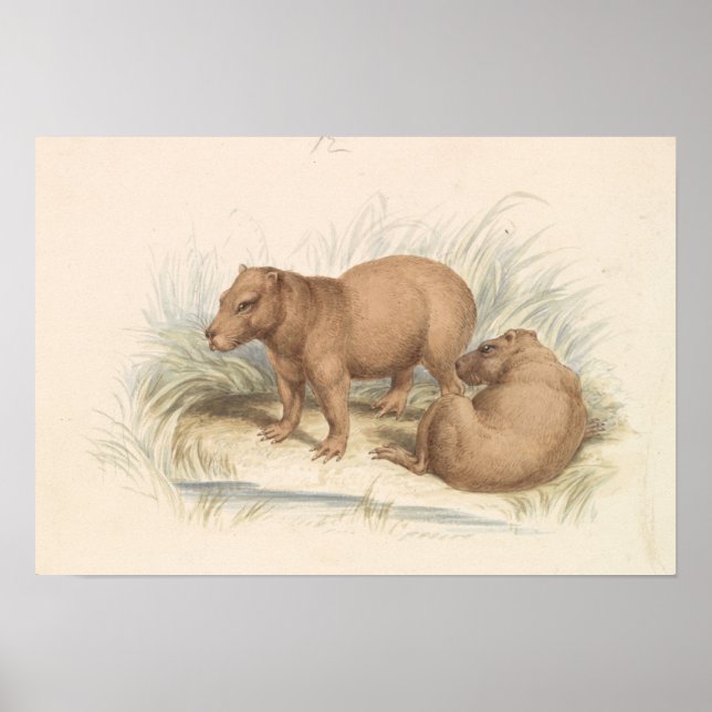 Poster Charles Hamilton Smith - La Capybara (Devant)
