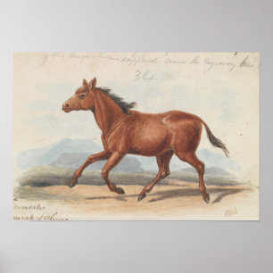 Poster Charles Hamilton Smith - Le Cheval Koomrah