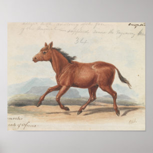 Poster Charles Hamilton Smith - Le Cheval Koomrah