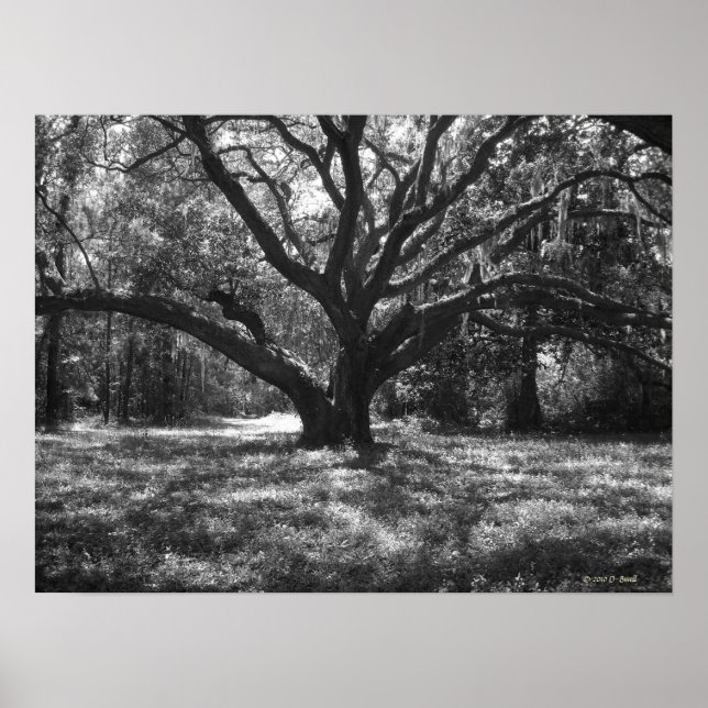 Poster Charleston Caroline du Sud (Devant)