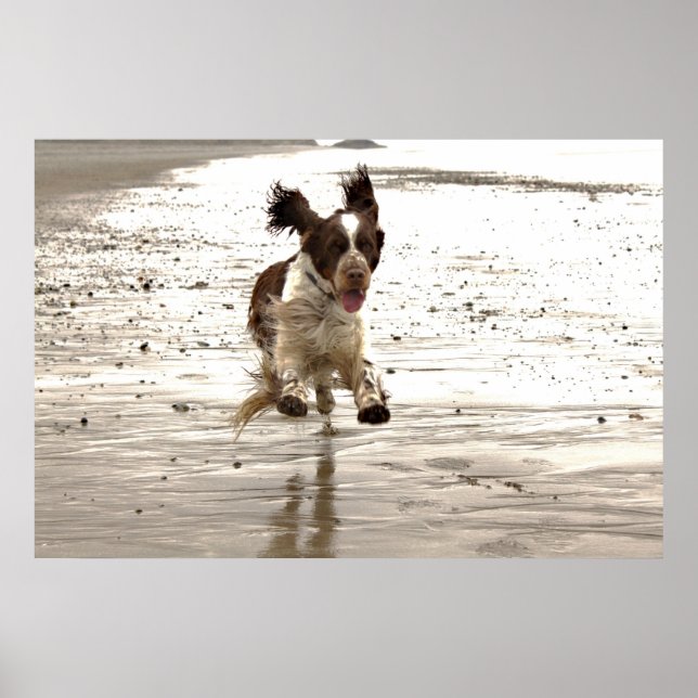 Poster Charlie The Springer (Devant)