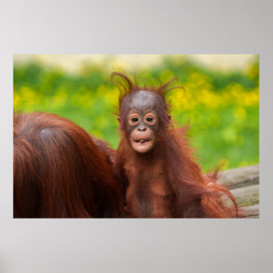 Poster Charme bizarre d'un bébé orangoutan