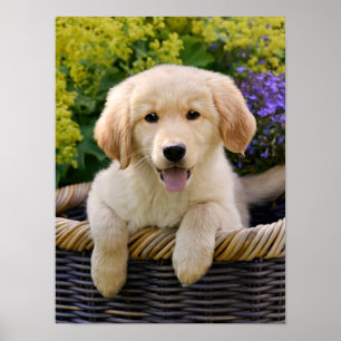 Poster Charming Golden Retriver, une jolie photo de chien