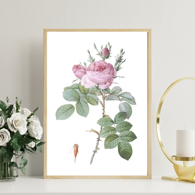 Poster Charming Rose Botanique Art Imprimer (Créateur téléchargé)