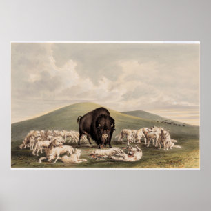 Poster Chasse au bison, Loups blancs attaquant un bison