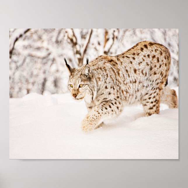 Poster Chasse au chat lynx dans la neige (Devant)