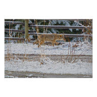 Chasse au coyote et photo de la faune hivernale de