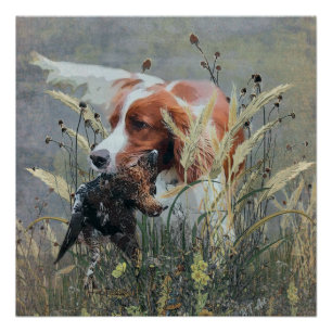 Poster Chasse avec Epagneul Breton